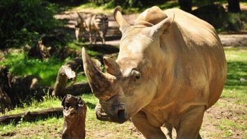 Featured image for “Get ‘Up Close with Rhinos’ at Disney’s Animal Kingdom Theme Park”