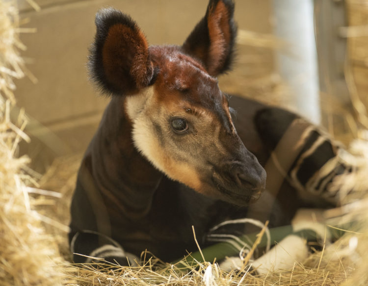Featured image for “Walt Disney World Resort Celebrates World Okapi Day with Newborn Calf”
