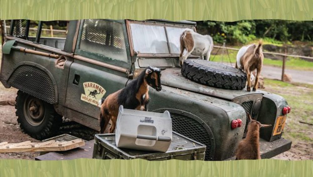 Featured image for “Nigerian Dwarf Goats Welcomed to Disney’s Animal Kingdom as New Kids on the Safari”