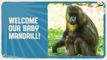 Featured image for “Disney’s Animal Kingdom Welcomes Baby Mandrill – It’s a Girl!”