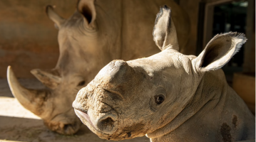 Featured image for “Say ‘Hello’ to Newest Baby Rhino Born at Disney’s Animal Kingdom Theme Park”