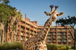 Featured image for “Florida Residents: Save Up to 20% on Rooms at Select Disney Resort Hotels in Spring and Early Summer 2022”
