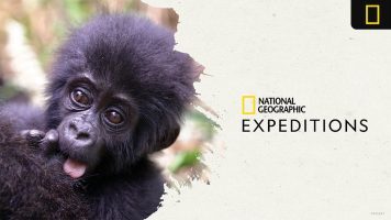 Featured image for “VIDEO: Inside Look at the Great Apes National Geographic Expedition”