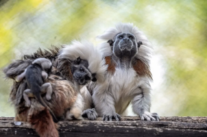 Featured image for “New Residents at Disney’s Animal Kingdom Theme Park – and Beyond – Embody the Magic of Nature at Walt Disney World Resort”