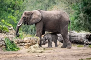 Featured image for “Baby Elephant Corra Makes Her Debut to Guests at Disney’s Animal Kingdom”